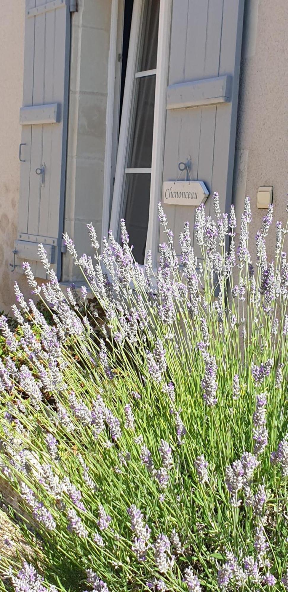 Le Clos De La Rousseliere Francueil Zimmer foto